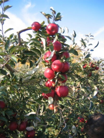 Äpfel