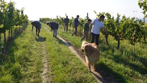 Arbeiten im Weingarten