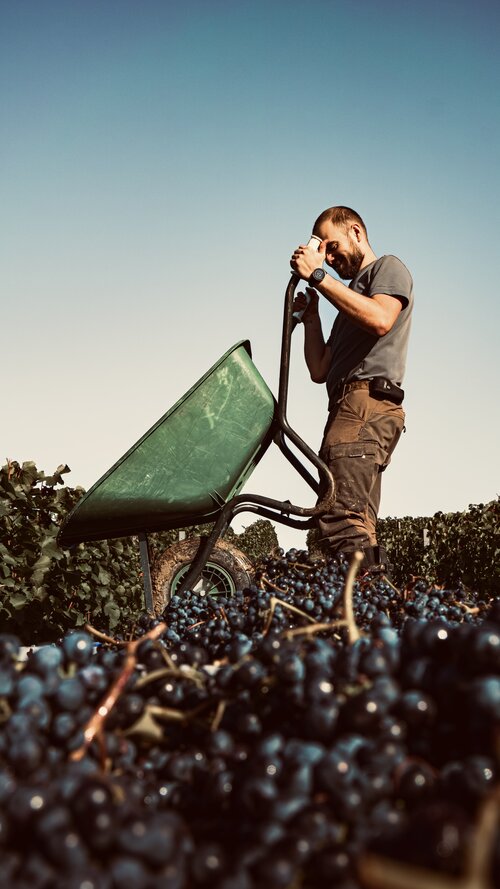 Weinlese