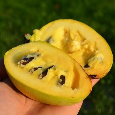 Pawpaw, Indianerbanane