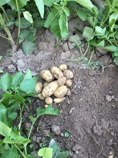Erdäpfel_Mandl Erdäpfel_Mandl