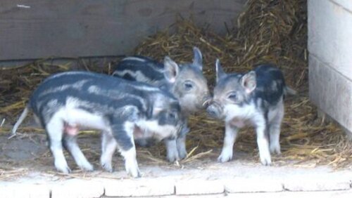Foto mit drei Mangalitza-Ferkeln