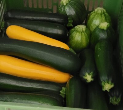 Zucchini