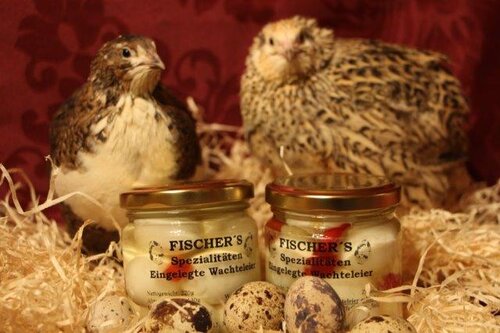 Fischer