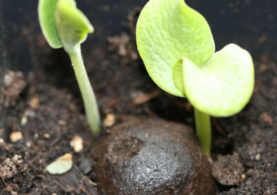 Seedballs_da Erdwurm
