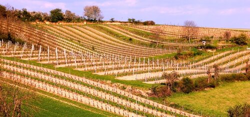 Riede Im Benzengraben