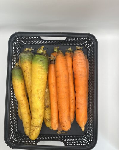 Karotten gelb und rot
