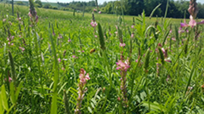 Bio-Esparsettenhonig Weinviertler Honig