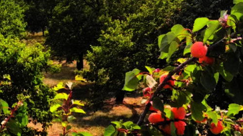 Ansicht vom Obstgarten