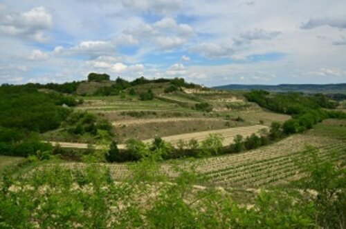 Weingut Lutzer Weingut Lutzer