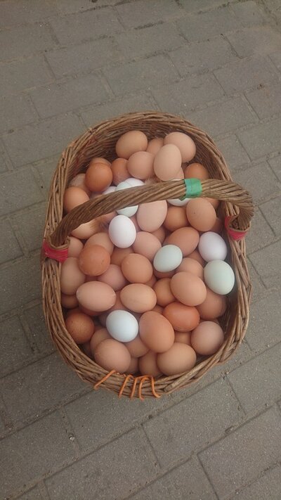 Eier