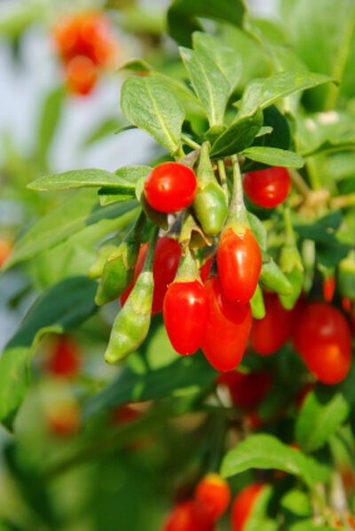Bio Goji Beeren