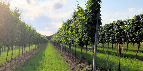 Weingarten, Rieden und blauer Himmel
