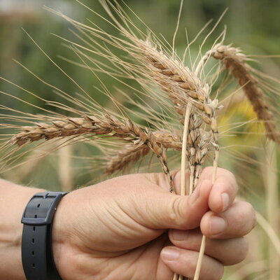 Getreide