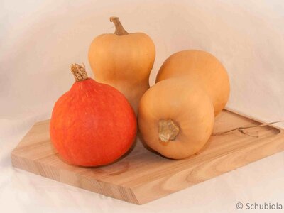 Bio-Speisekürbis