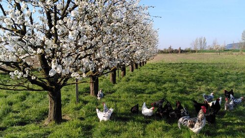 Blühende Obstbäume