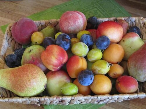 Obstkorb_Schreiber Obstkorb_Schreiber