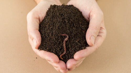 zwei Hände voller Regenwurmhumus mit einem Kompostwurm