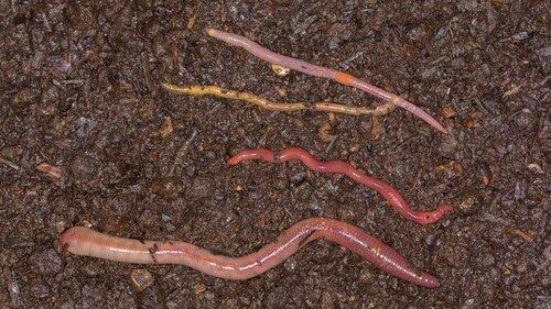 mehrere Regenwürmer