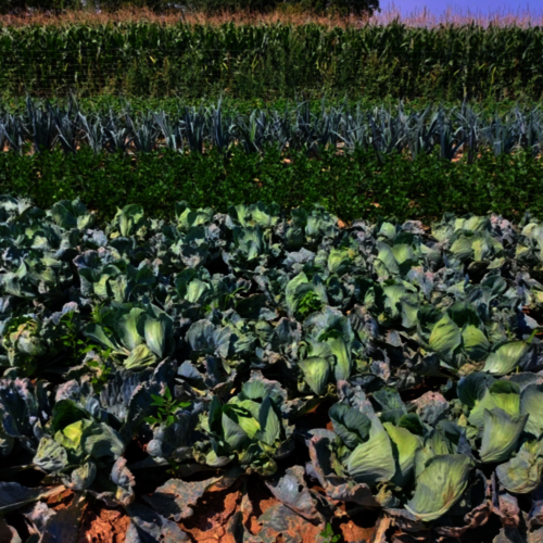 Kraut, Sellerie und Porree aus einen Anbau