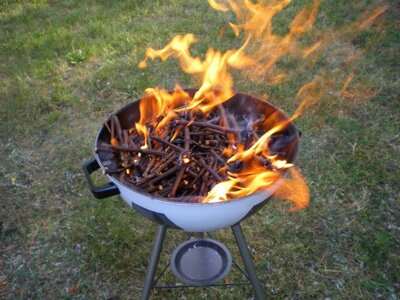 Weinstöcke (30 Jahre alt) + Grillreben "Heiße Eule"