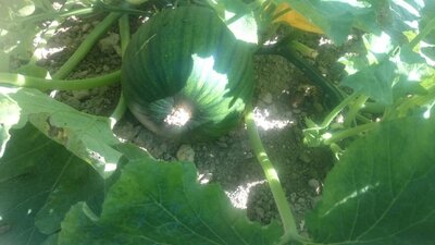 Zier- und Speisekürbis