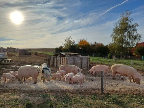 Schweinefamilie im Freiland