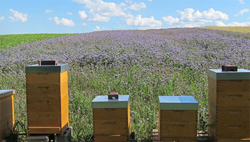 Matt Bee Bio-Honig Bio-Phaceliafeld Matt Bee Bio-Honig Bio-Phaceliafeld