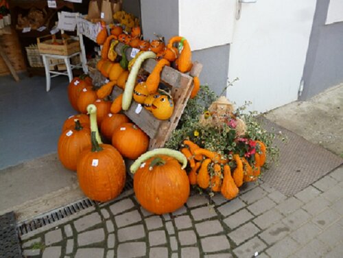 Kürbisse_Graf-Greis