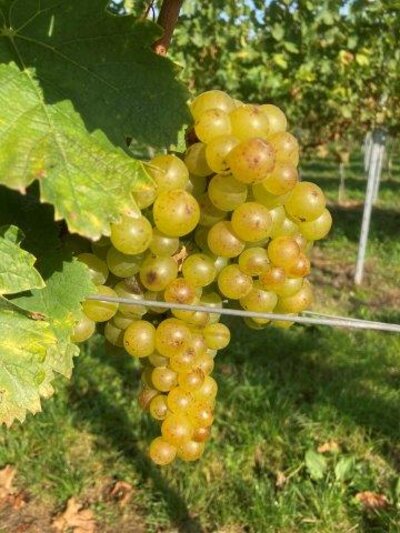 Gelber Muskateller Trauben