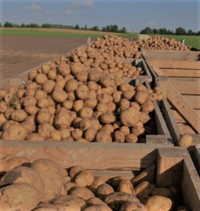 Erdäpfel Kartoffel