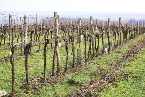 Weingarten_Waberer, Schimmer