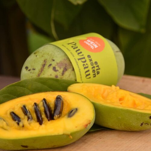 Pawpaw_Asimina_Frucht_Thomas Labuda Pawpaw_Asimina_Frucht_Thomas Labuda