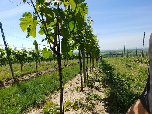 Weingut & Buschenschank Goll