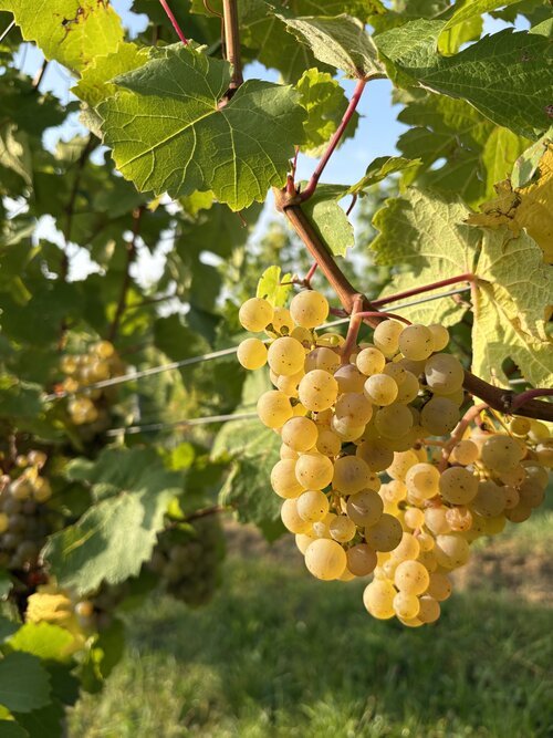 Riesling Traube im Weingarten