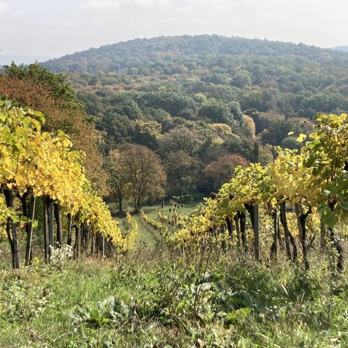 Unser Weingarten Ried "Hollingstein" 