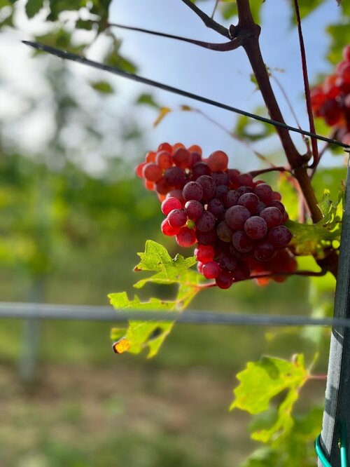 Roter Veltliner