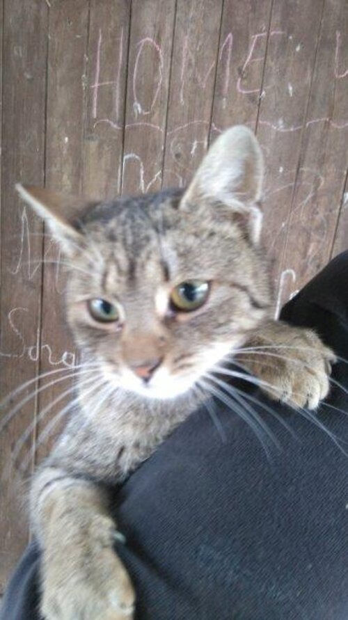 Katze_Melanie Meißl