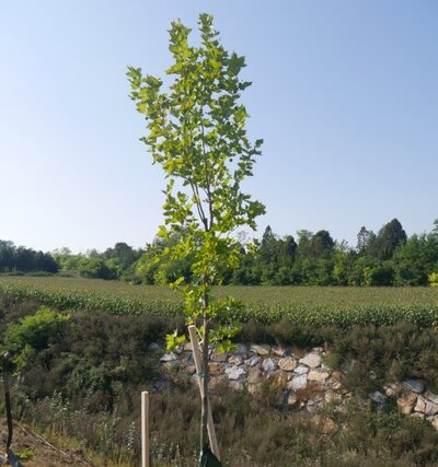 Baumlehrpfad Atzenbrugg/Heiligeneich