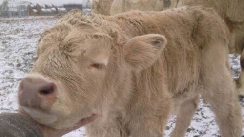 Blondvieh Kalb drei Tage alt