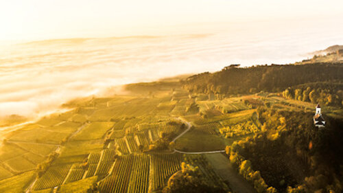 Weinberge Luftaufnahme