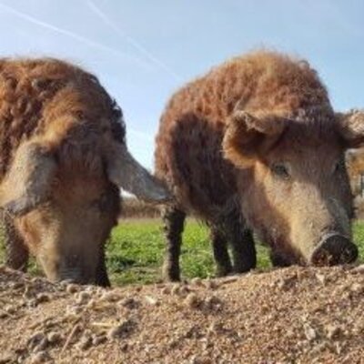 Mangalitza Wollschwein & Co