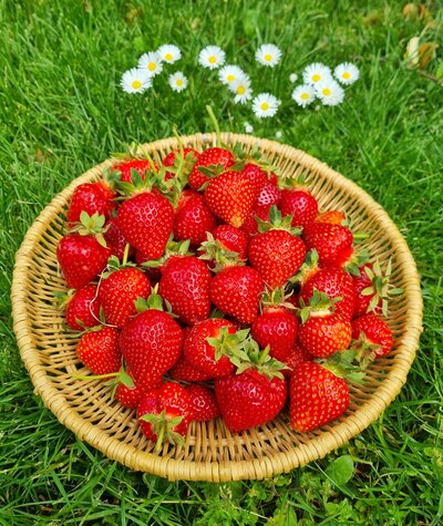 Ungespritze Erdbeeren