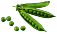 Erbsen