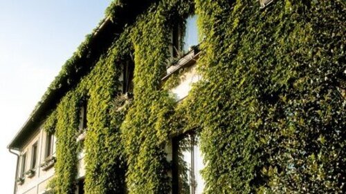 Hausfassade begrünt