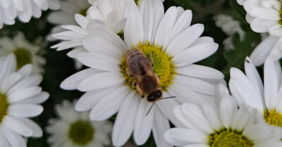 Imkerei Gina Bichescu