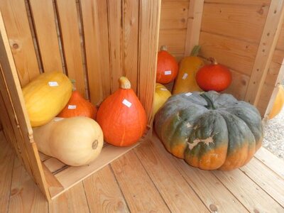 Speisekürbisse