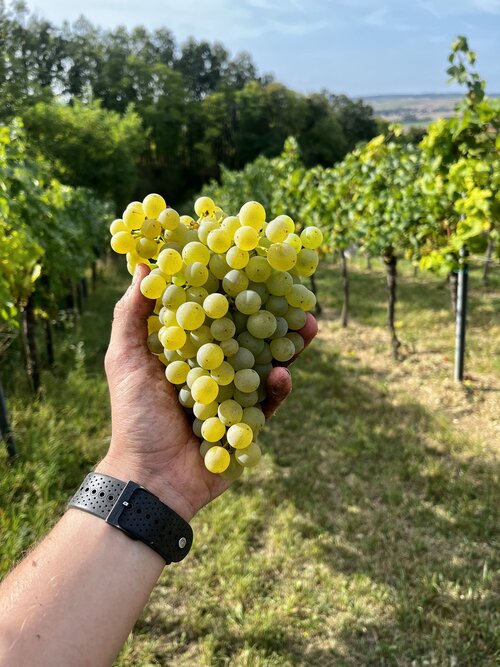 Grüner Veltliner im Weingarten