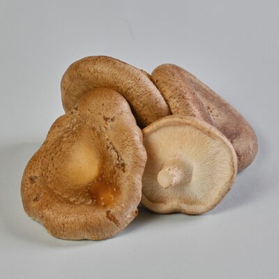 Shiitake