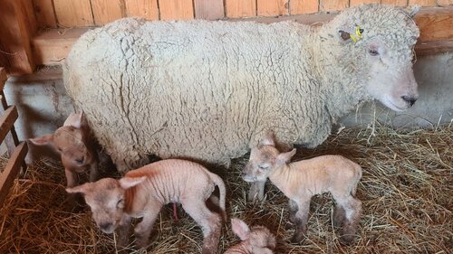 Mutterschaf und Lämmchen